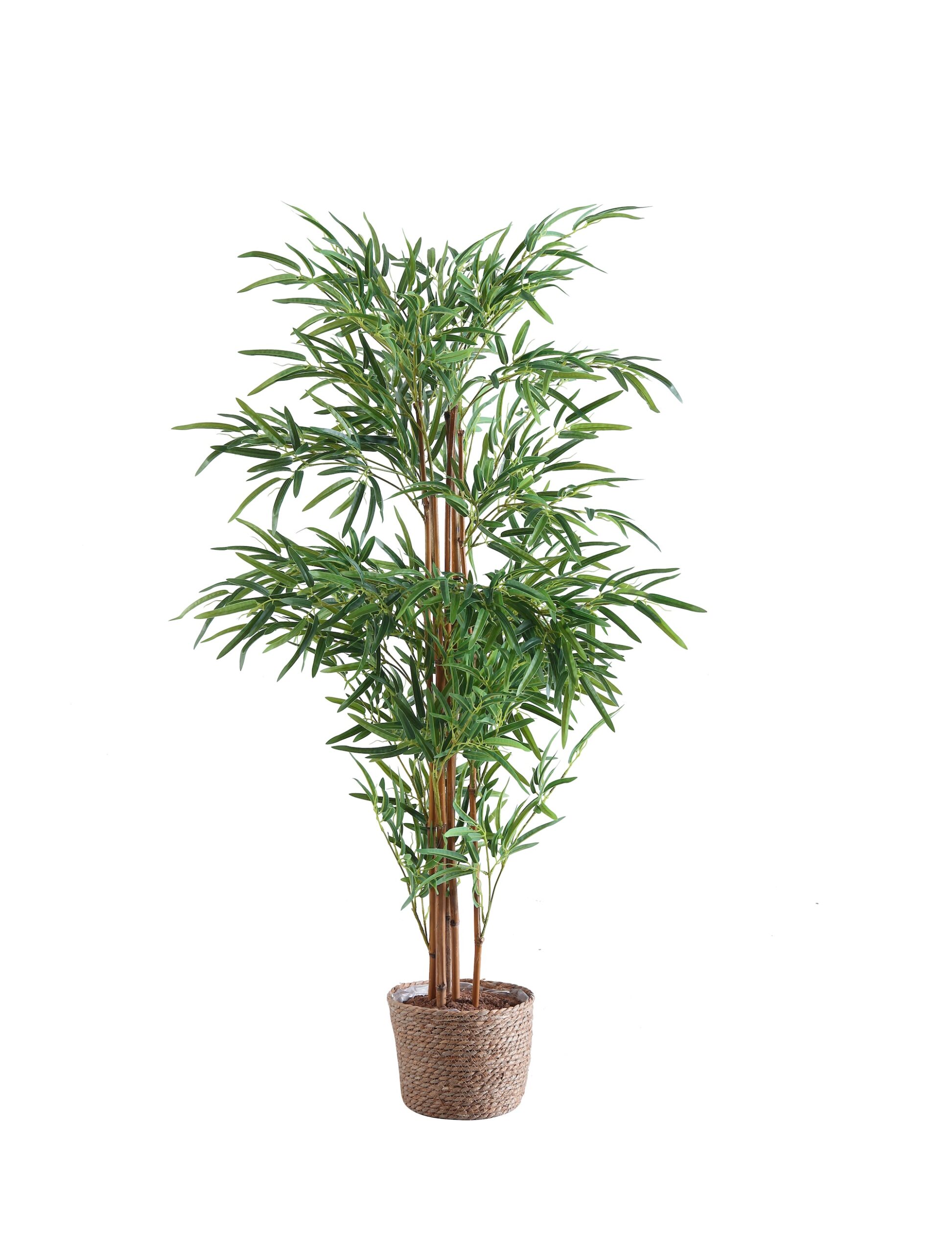 20.planta_bambu_cesto